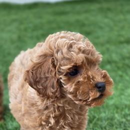 Chelsea - Apricot female Maltipoo puppy in San Diego, California from Maltipoos SD