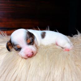 Juliet - Dapple female Dachshund puppy in Washburn, Tennessee from Clinch Mountain Dachshunds