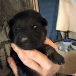 Red collar girl - Bi-color female German Shepherd puppy in Centralia, Illinois from Janices AKC German Sheperds LLC