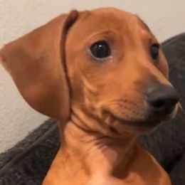 Dachshunds from Dachshund Home