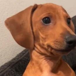 Dachshunds from Dachshund Home