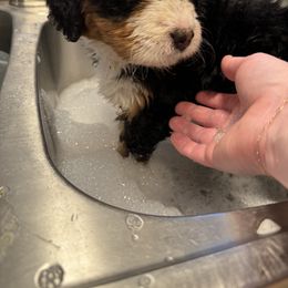 Bernedoodle Puppies from Bern'N Love Doodles