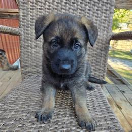 Grace - Sable female German Shepherd puppy in Cave City, Arkansas from Bayou Valley Shepherds and American Hunt Terriers