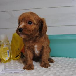 Rorie - Red male Cavapoo puppy in Mountain Grove, Missouri from Dogwood & Sassafras Companions