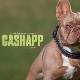 French Bulldogs from HTX Crew Frenchies