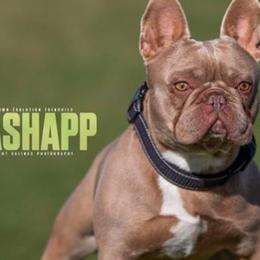 French Bulldogs from HTX Crew Frenchies