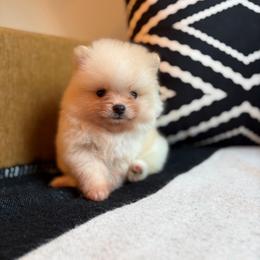 Snow flake - White male Pomeranian puppy in San Antonio, Texas from San Antonio Pomeranian