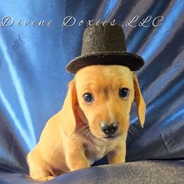 Bruno - Cream male Dachshund puppy in Kansas City, Missouri from Divine Doxies LLC