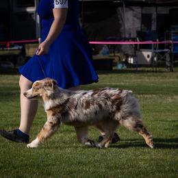 Heff - Red merle male Australian Shepherd puppy in Waddell, Arizona from Winsome Aussies