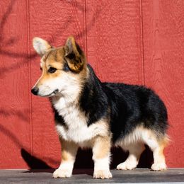 Daisy - Pembroke Welsh Corgi