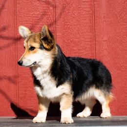 Daisy - Pembroke Welsh Corgi