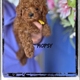 Bernedoodle, Cavapoo, Goldendoodle, and Poodle Puppies from Gypsi Doodles & Poodles
