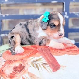 Acorn - Blue merle female Aussiedoodle puppy in Cartersville, Georgia from Simply Blessed Doodles