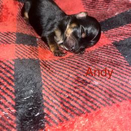 Andy - Black and tan male Yorkshire Terrier puppy in Gastonia, North Carolina from Precious pups dynasty kennel