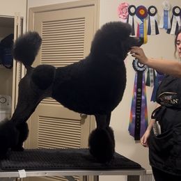 Poodle All Grown Up from Bewitching Kennels