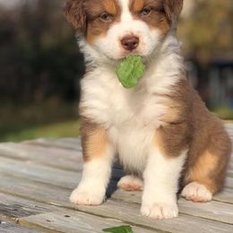 Australian Shepherd Puppies from Midnight Sun Aussies