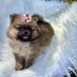Pixie - Red female Pomeranian puppy in Green Cove Springs, Florida from Natasha's Ark of Joy