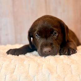 Aqua Collar Chocolate Female - Chocolate female Labrador Retriever puppy in Gainesville, Georgia from Rucker Retrievers