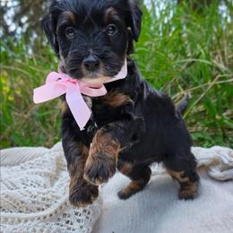 Kenai - Tri-color female Bernedoodle puppy in Kalifornsky, Alaska from Autumn Vanskiver