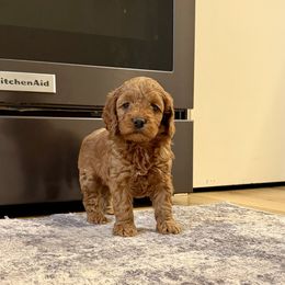 Sky - Red female Cockapoo puppy in Beresford, South Dakota from DAKOTA DOOD RANCH