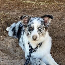 Aussiedoodles and Miniature Australian Shepherds from Zia Desert Aussies