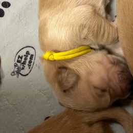 Girl 3 - Golden Retriever puppy from Triple J Goldens, LLC