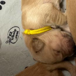 Girl 3 - Golden Retriever puppy from Triple J Goldens, LLC