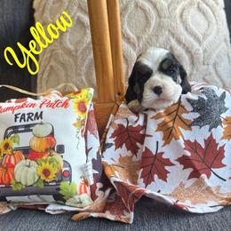 Yellow collar girl - Black white and tan female Cocker Spaniel puppy in Boca Raton, Florida from Gold-Coast Cockers