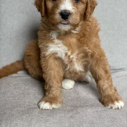 Assorted Doodle Crosses Puppies from Barking Blessings