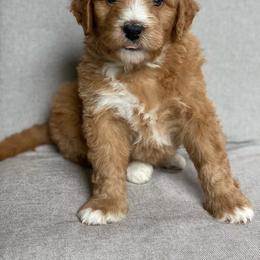 Assorted Doodle Crosses Puppies from Barking Blessings