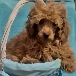 Poodle Puppies from Wheeler's Barking Lot