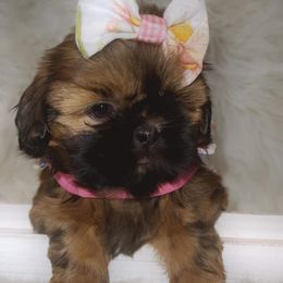 Shih Tzu Puppies from Socal Mother Of Shih Tzus