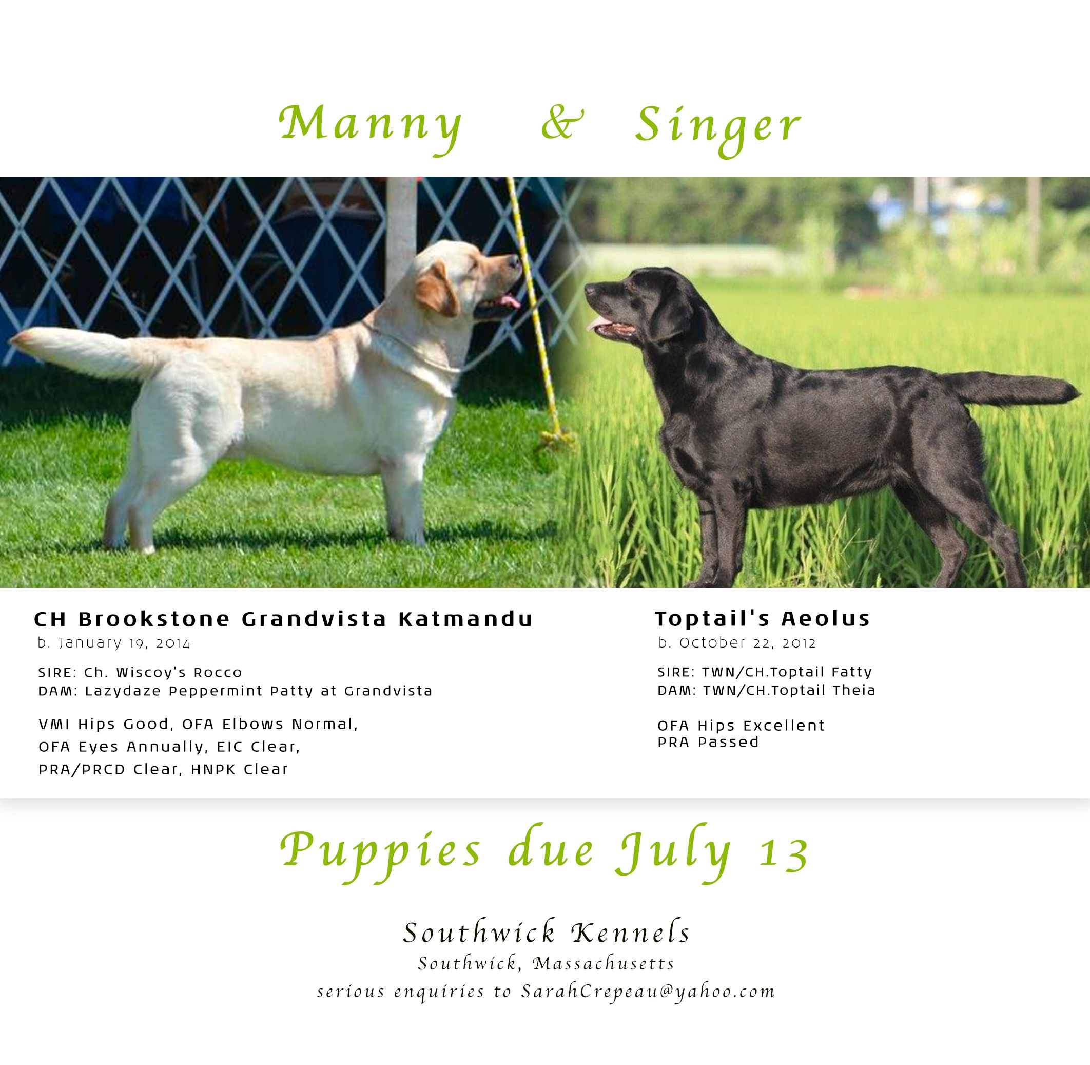 Southwick Kennels in Massachusetts Labrador Retriever and Vizsla