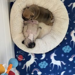 French Bulldog Puppies from Von Bales French Bulldogs