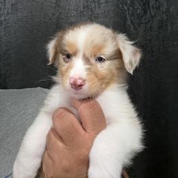 Red Merle Boy 3 - Red merle male Australian Shepherd puppy in Turlock, California from Cherangani Hills Australian Shepherds