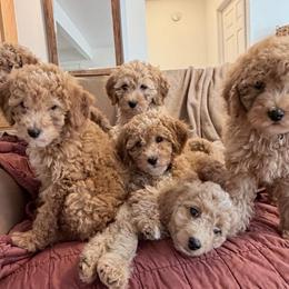 Mr. Penut Butter - Apricot male Goldendoodle puppy in Bentonville, Arkansas from Bentonville Doodles