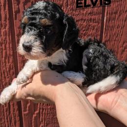Elvis - Black and white male Bernedoodle puppy in Cambridge, Minnesota from Country Meadow Doodles