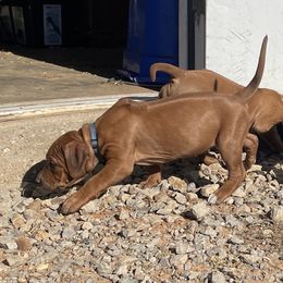 Girl 1 - Rhodesian Ridgeback puppy from Troubadour Ranch