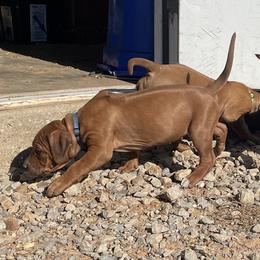 Girl 1 - Rhodesian Ridgeback puppy from Troubadour Ranch