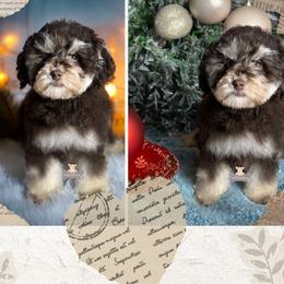 Schnoodle puppies from Fluffy Buttz