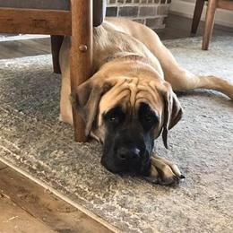 Mastiff All Grown Up from Clearbrook Mastiffs