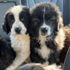 Karakachans from Owls Head Farm