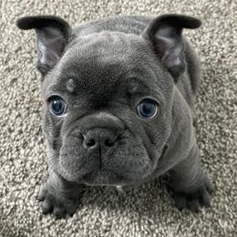 French Bulldogs from Sand Creek Frenchies