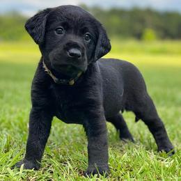 Golden Retrievers, Labrador Retrievers, and Poodles from Dream Pup