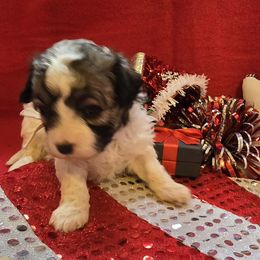 Maltese, Maltipoos, Poodles, and Shih Tzus from Marlees Puppies 1