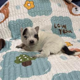 Boy 1 - Blue speckled male Australian Cattle Dog puppy in Concrete, Washington from Back Country Australian Cattle dogs