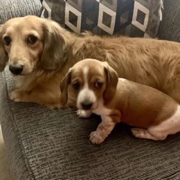 Dachshund Puppies from Wee Doggies Inc Just Dachshunds