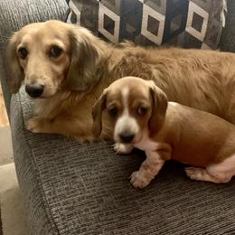Dachshund Puppies from Wee Doggies Inc Just Dachshunds