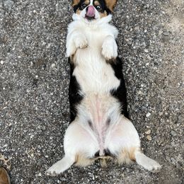 American Corgi, Pembroke Welsh Corgi, and Toy Australian Shepherd Puppies from King of Hearts Corgis