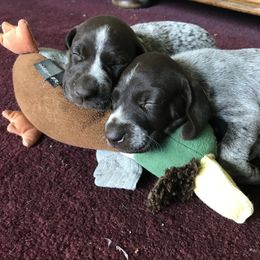 German Shorthaired Pointer All Grown Up from Majestik Kennels